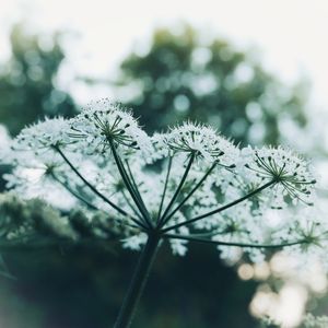 white cow parsley against a background of trees