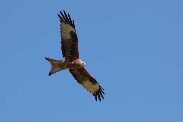 A stock photo of a red kite soaring against a bright blue sky
