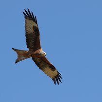 A stock photo of a red kite soaring against a bright blue sky