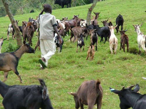 Animal_husbandry_in_Congo