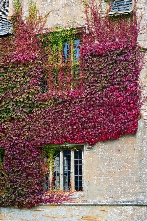 Boston Ivy [Pixabay]