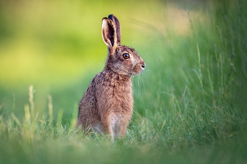 Brown hare.jpg