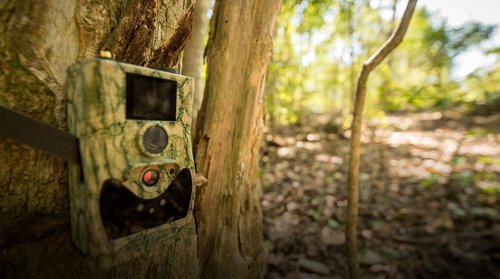 Camera Trap