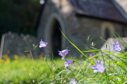 Harebells at St Michael's Llandre