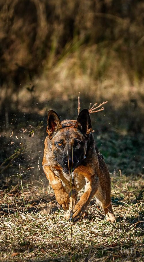 Dogs4Wildlife dog