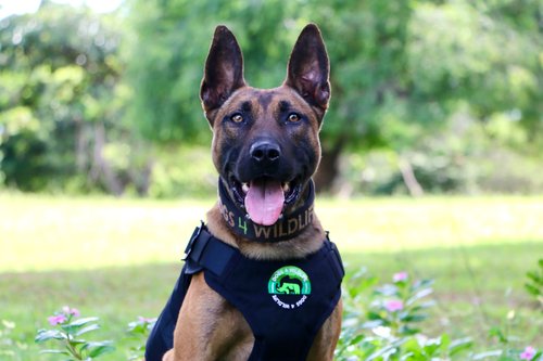 Dogs4Wildlife Dan