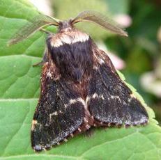December Moth