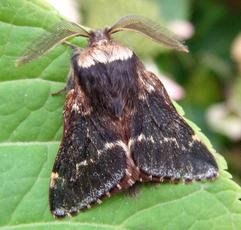 December Moth