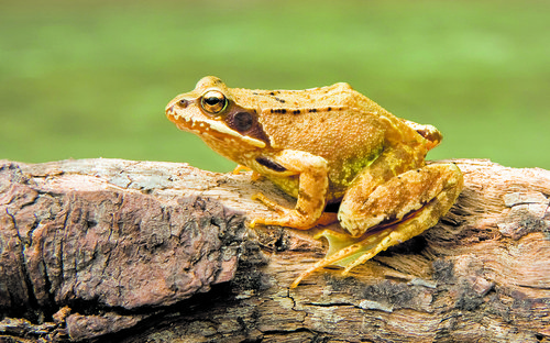 European_Common_Frog [© Wikipedia Creative Commons Attribution-Share Alike 2.5 Generic ]