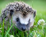 Hedgehog.jpeg