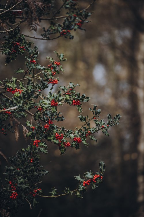 Holly Berries [annie-spratt-U8s_Rk8q92Q-unsplash]