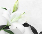 Lily Flower