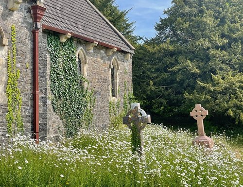 Ivy Lampeter Velfrey