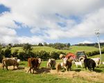 cow farm