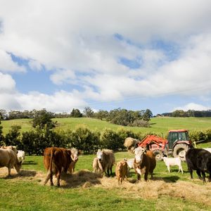 Cows in a field with a red tractor