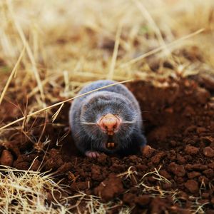 Mole