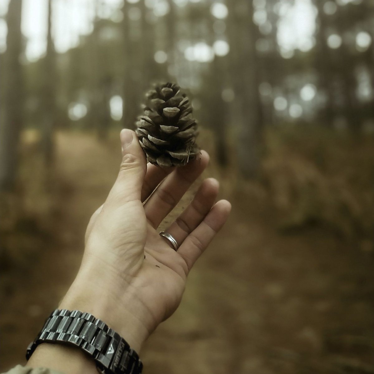 Pine cone with hand