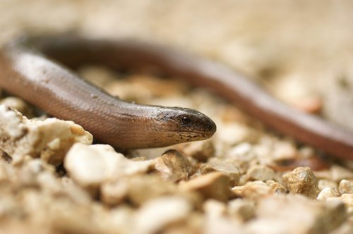 Slowworm [walter-brunner-unsplash].jpg