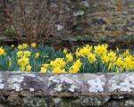 St_Davids_Day_2026_IMG_0189
