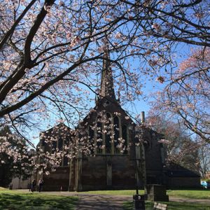 Church with tall spire surrounded by trees in full blossom with pink flowers