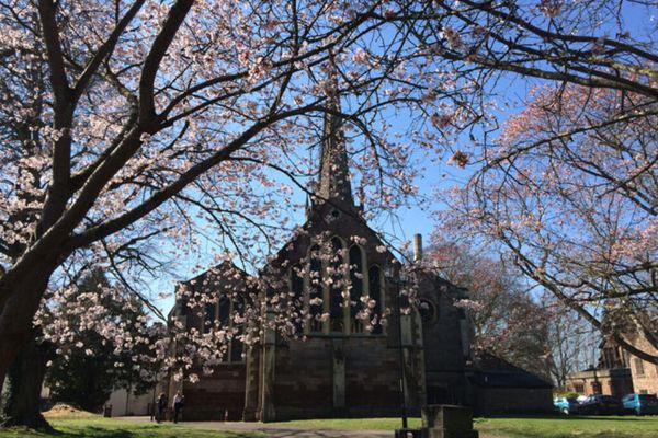Church with tall spire surrounded by trees in full blossom with pink flowers