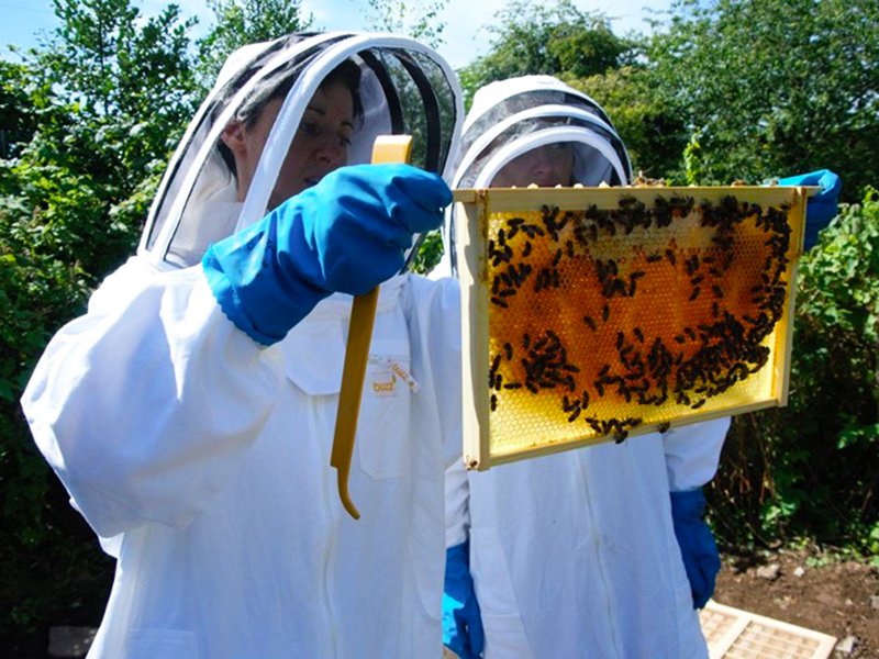 Bee keepers and bees