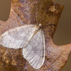 Male Winter Moth