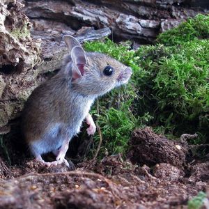 Wood_mouse [credit_Margaret_Holland]