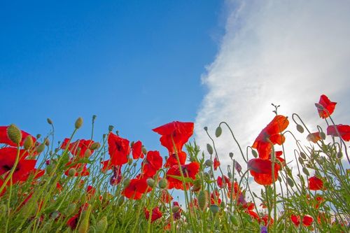remembrance
